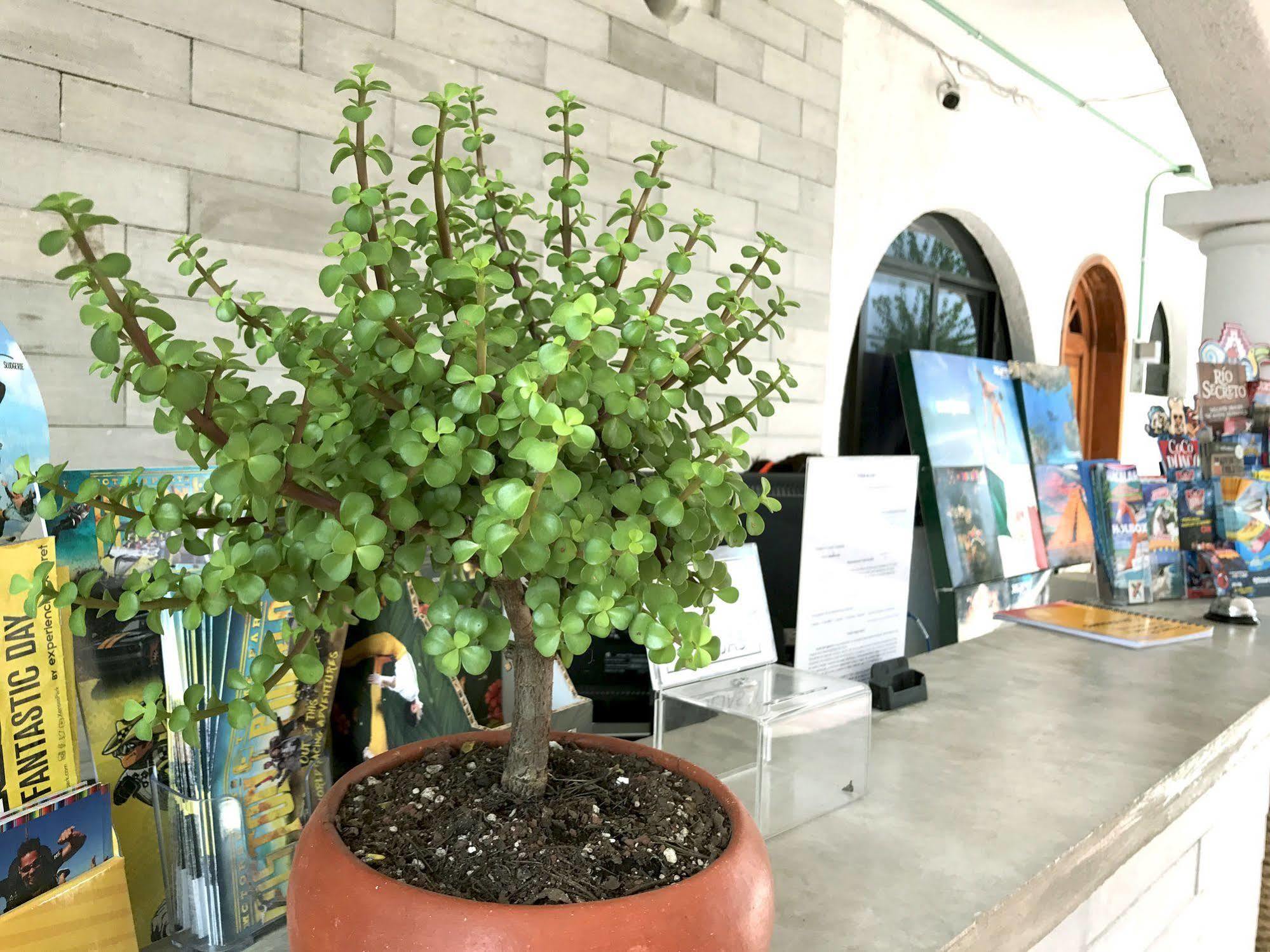 פלאייה דל כרמן Hotel Villas San Ignacio מראה חיצוני תמונה